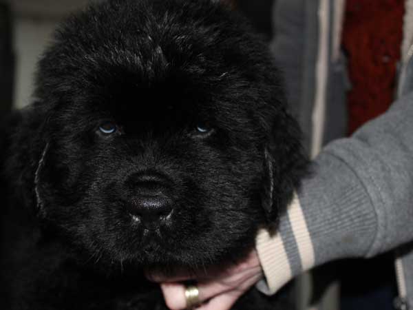 Black Newfoundand puppy head shot
