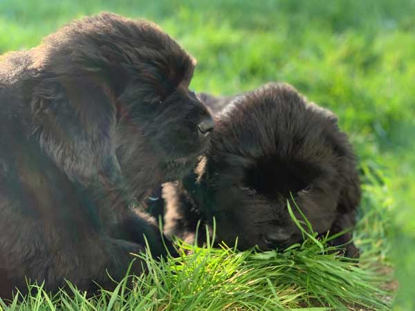 Black Newfoundand puppies