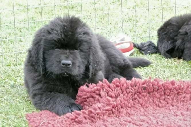 Photograph of Mayosea Diamonds In The Sky with owner and handler Greg Roffe