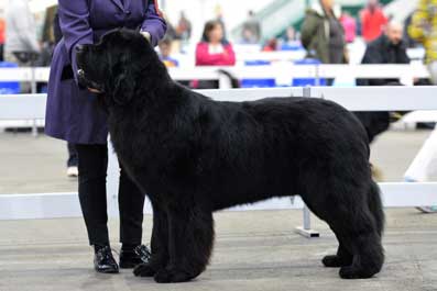 Zodiac Rising for Shadow's Eternity