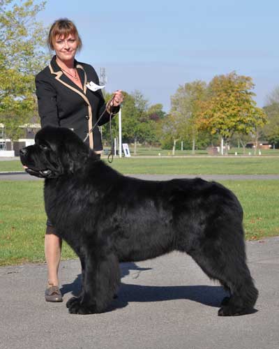 Side profile photograph of Forgebear Eureka at Darkpeak with Kirsteen Farrar