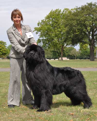 Forgebear Eureka at Darkpeak with Kirsteen Farrar at the Kennel Club building