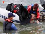 Photo of an adult Black Newfoundland exiting a boat