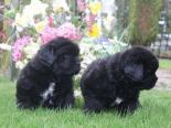 Photo of a two black Newfoundland puppies in a garden