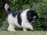 Photo of a White & Black Newfoundland Puppy