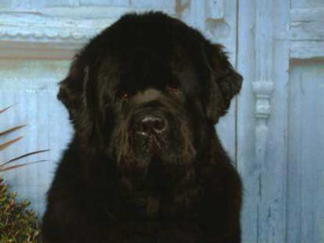 Head shot of a Black Newfoundland