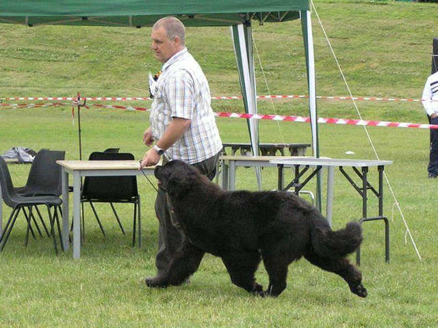 Lindgreave Newfoundland in the show ring