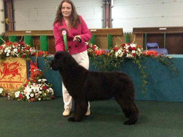 Jane with a Lindgreave Newfoundland at a show