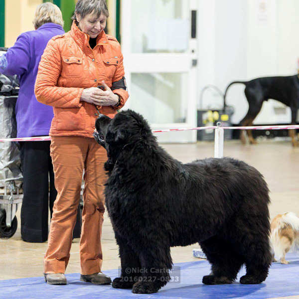 Photograph of Patricia Franklin in the show ring with a black Newfoundland